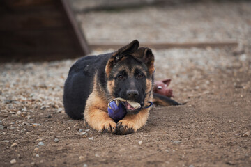 Kennel of working German shepherd dogs. Cute little puppy of black and red German shepherd dog lies on dog Playground next to toy and nibbles playfully.