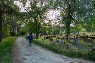 Goats and the goatherd