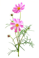 Dreamy pink cosmos flowers bouquet isolated on white background closeup. Macro with soft focus. Pastel vintage toned. Delicate transparent airy elegant artistic image of spring. Copy space - 401037153