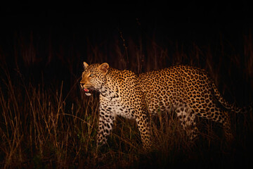 Leopard walking around searching for food in Sabi Sands Game Reserve in the Greater Kruger Region in South Africa
