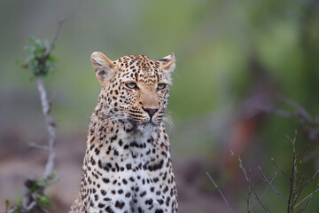 Fototapeta na wymiar Leopard looking around for danger and possibility for hunting in Sabi Sands Game Reserve in the Greater Kruger Region in South Africa