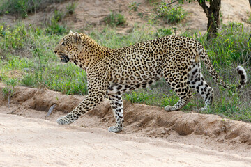 Leopard walking around searching for food in Sabi Sands Game Reserve in the Greater Kruger Region in South Africa