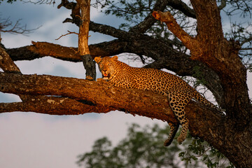 Leopard resting  in a tree in the spotlight in Sabi Sands Game Reserve Game Reserve in the Greater Kruger Region in South Africa