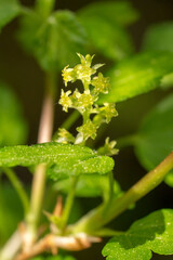 Closeup of blossoms of a Mountain Currant bush (Ribes alpinum)