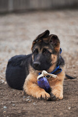 Kennel of working German shepherd dogs. Cute little puppy of black and red German shepherd dog lies on dog Playground next to toy and nibbles playfully.