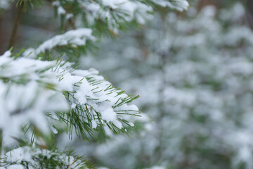 snow on a pine branch in the forest