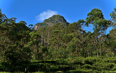 Fototapeta na wymiar Blick von einer Teeplantage im Hochland von Sri Lanka auf Admas Gipfel mit dem Goldenen Tempel