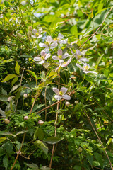 Blossoming Mountain Clematis plant (Clematis montana) growing over a bush
