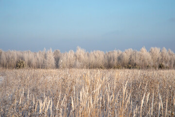 Obraz premium Winter landscape with trees covered with hoarfrost