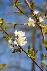 Closeup of blossoms on a cherry tree (prunus)