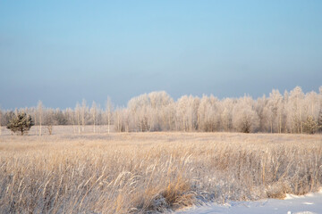 Winter landscape with trees covered with hoarfrost