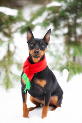 Beautiful miniature pinscher in a christmas red and green scarf scarf sitting in the forest in...