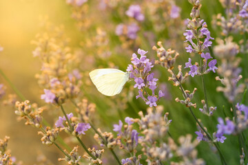 White butterfly on lavender flower in the morning soft rays