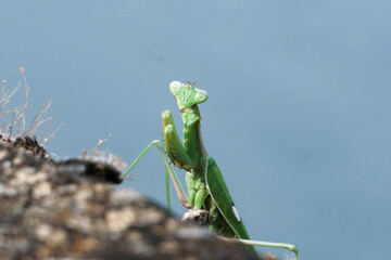mantis religiosa