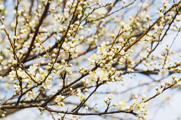 Spring flowering plum tree in the sun