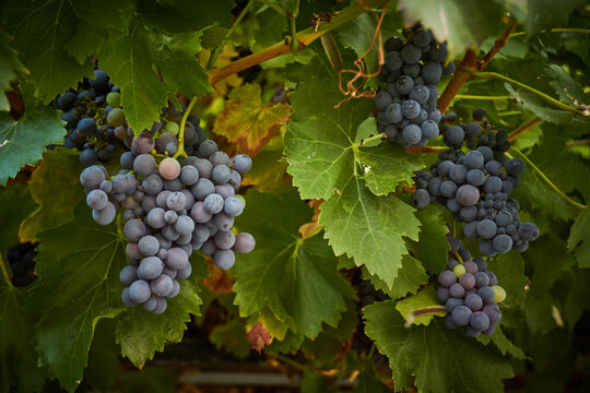 Racimos de uvas en al parra 