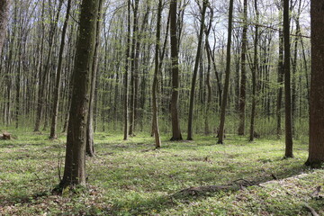 
The forest wakes up in the spring. The grass and trees have turned green