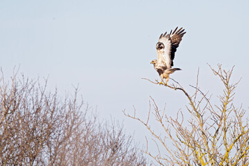 A rough-legged buzzard taking off from a perch.