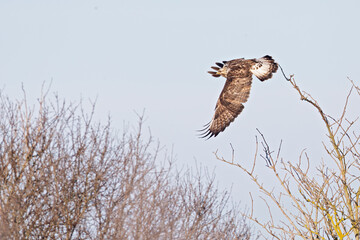 A rough-legged buzzard taking off from a perch.