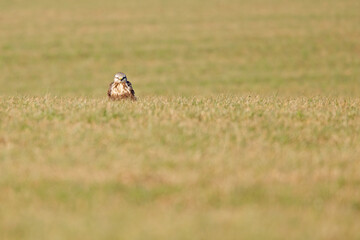 A rough-legged buzzard resting in a meadow in the daytime.