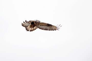 A rough-legged buzzard hovering in search for prey