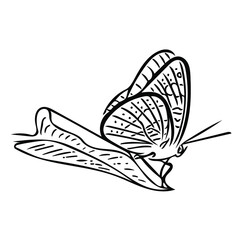 Cute butterfly in sketch style. Vector sketch illustration for design, Valentine's day greeting cards, wedding cards and invitations.