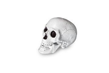 Half-turn human skull. Isolated on white background.