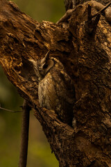 Collared Scops Owl in the jungle