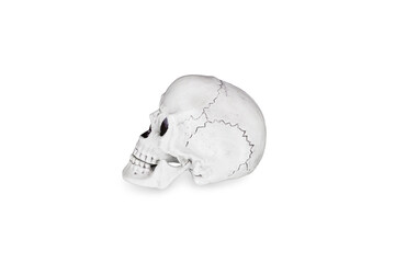 Human skull in profile. Isolated on white background.