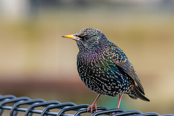 Common Starling
Sturnus vulgaris on a branch