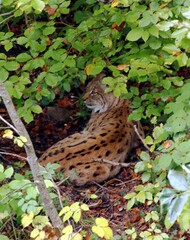 Un lynx au repos