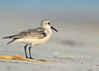 Sanderling (Calidris alba), Greece