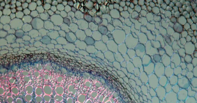 Dead nettle trunk in cross section under the microscope 100x 