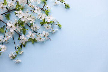 mockup of a spring postcard. blossoming cherry branch and place for text. congratulation. invitation © Palanga