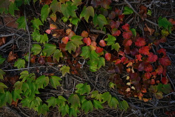 Climbing grape plant with red ivy leaves in fall on the brick wall - 紅葉したツタ 壁 倉敷 美観地区 岡山県 日本	