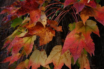 Climbing grape plant with red ivy leaves in fall on the brick wall - 紅葉したツタ 壁 倉敷 美観地区 岡山県 日本	