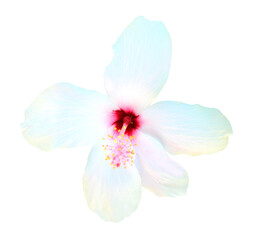 Fototapeta na wymiar hibiscus flower isolated on white background