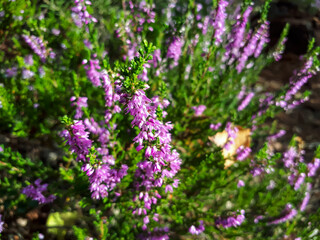 Pink common heather. Low-growing evergreen shrub in a sunlight