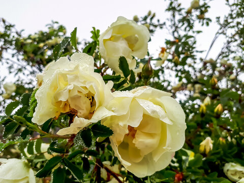 Shrup of white and yellow chinese rose with rain drops on petals and green leaves in summer