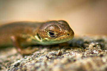 
lizard, reptile, animal, nature, wildlife, green, macro, frog, wild, eye, amphibian, brown, lacerta, head, skin, stone, animals, iguana, dragon, close-up, lizard head, green, macro, fauna , up-close,