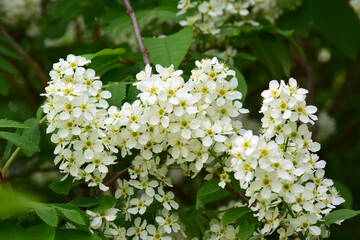 Flowering cherry Bush in the spring Park
