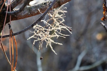 dry seeds on the branches