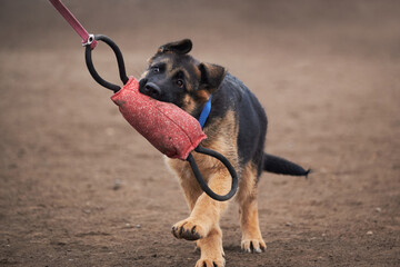 Young purebred dog learns instinct of prey and bites toy. German shepherd puppy of working breeding...