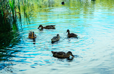 ducks on the water