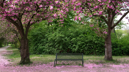 Kirschblüte, Kirschbäume, Sitzbank
