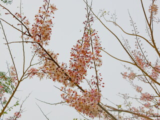 Blossoming Wild Himalayan Cherry, Prunus Cerasoides, on top of its tree against bright sky in the winter time