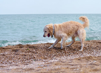 White golden labrador retriever dog on the beach