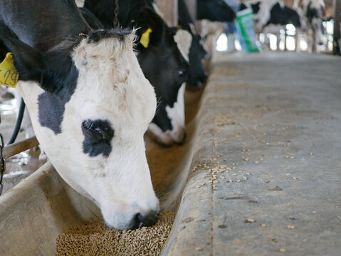 Close up of dairy cows, raised in a farm, eating dry pallet food
