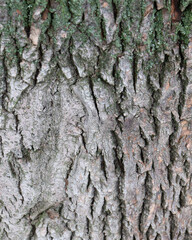 Tree bark texture background for design moss and bark