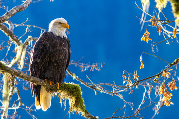 Bald Eagle in British Columbia CANADA